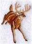 Buck